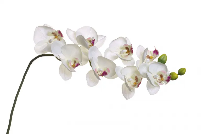 фото 8J-1219S0003 Орхидея белая 85 см (12)