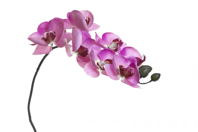 фото 8J-1219S0004 Орхидея розовая 85 см (12)