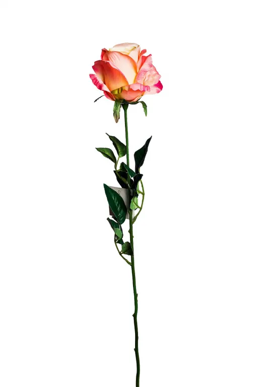 фото 8J-11GS0069-2 Роза нежно-розовая 71 см (24)
