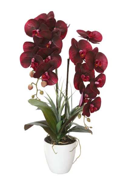 фото 29BJ-170-12 Орхидея бордовая в горшке h58 см