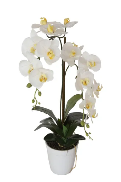 фото 29BJ-170-13 Орхидея белая в горшке h65 см